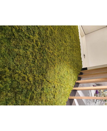Een luxe interieur met een verticale groene muur van Kunsthaag Nordic Mos 50x50 cm UV, weelderig naast een moderne houten val. De schuine afbeelding benadrukt de rijke tekst van de mos en een deel van een deuropening erboven.
