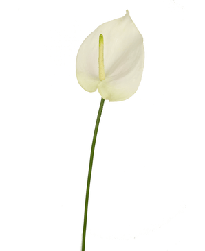 Kunstig Anthurium 65 cm hvid