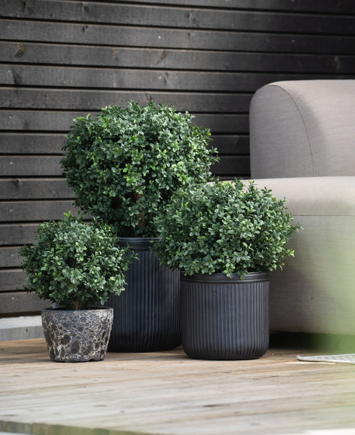 Tre runde, grønne Artificial Buxus på stilk UV d30 cm buske i ribbede sorte potter står på et træterrasse ved siden af ​​en lysegrå sofa, med en mørk trævæg bagved.