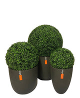 Drie Kunstplant Buxus romeinse stijl UV D30cm vormsnoeibollen in donkergrijze potten, elk met een oranje label met witte tekst, zijn gegroepeerd tegen een effen witte achtergrond.