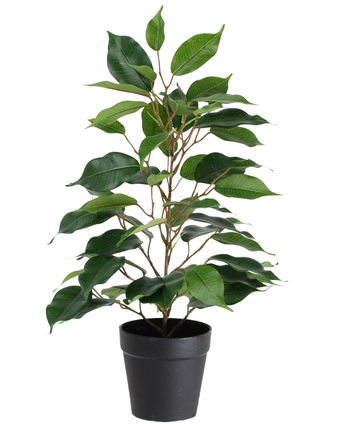 Den kunstige planteficus i potte 40 cm er en høj kunstig plante i en potte med flere grene og store, blanke grønne blade, præsenteret i en simpel sort potte mod en hvid baggrund.