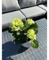 Artificial Hydrangea Green UV 35 cm plante med lysegrønne blomster står på et gråt flet udendørsbord, foran en grå sofa med hynder. Sollys oplyser den kunstige plante og kaster skygger hen over bordet.