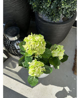 Den Kunstige Hortensia Grøn UV 35 cm plante med lysegrønne blomster står på en solrig terrasse ved siden af ​​en sort lanterne og en stor plantekasse med farverige blade, som kaster lyse skygger på betongulvet.