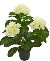 Vi introducerer den kunstige plante Hydrangea White UV 35 cm, en naturtro kunstig plante med tre bundter af lyse hvide hortensiablomster og frodige grønne blade, smukt udformet til at ligne rigtige blomster, præsenteret mod en strålende hvid baggrund.