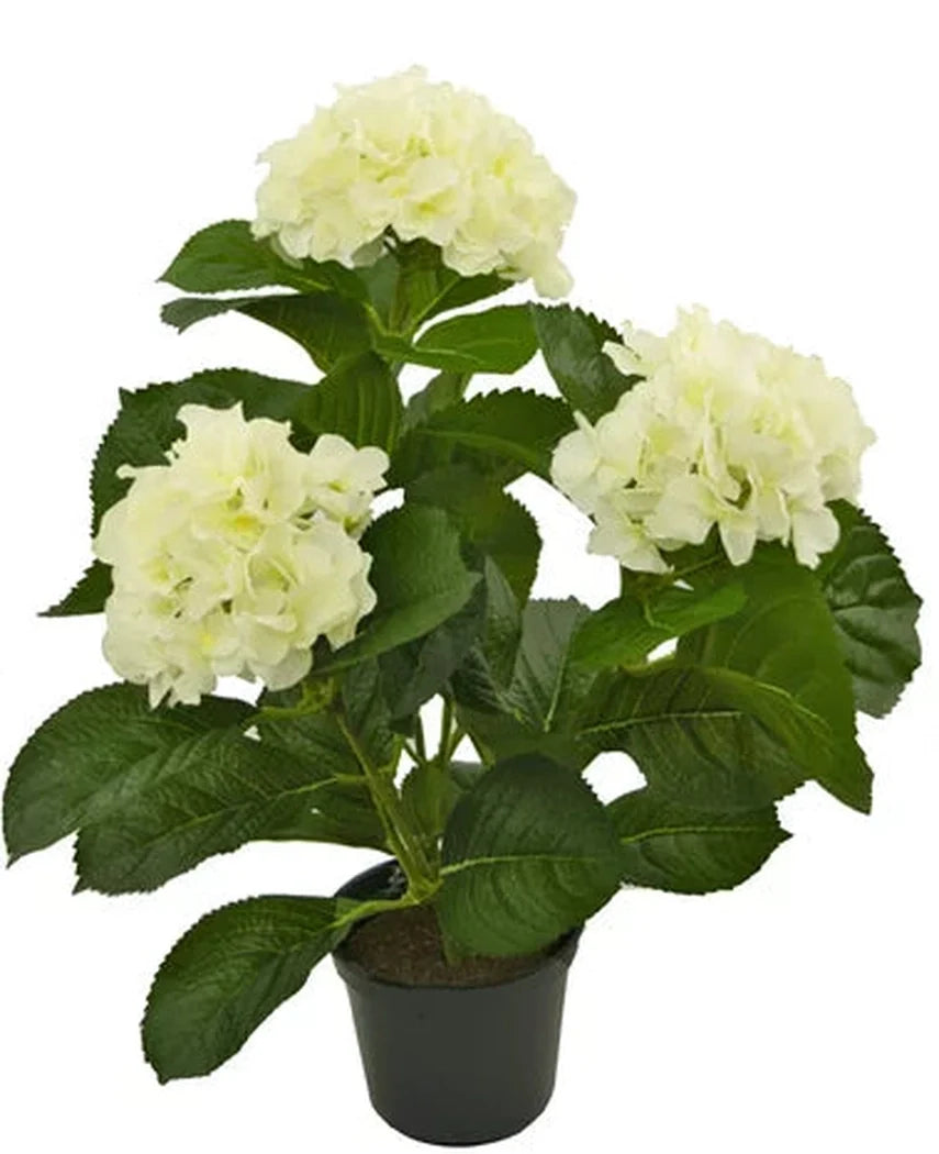 Vi introducerer den kunstige plante Hydrangea White UV 35 cm, en naturtro kunstig plante med tre bundter af lyse hvide hortensiablomster og frodige grønne blade, smukt udformet til at ligne rigtige blomster, præsenteret mod en strålende hvid baggrund.