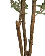 Close-up van enkele bruine boomtakken met ruwe bast en enkele groene bladeren uit de Kunst olijfboom UV 180 cm tegen een effen witte achtergrond.