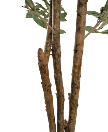 Close-up van enkele bruine boomtakken met ruwe bast en enkele groene bladeren uit de Kunst olijfboom UV 180 cm tegen een effen witte achtergrond.