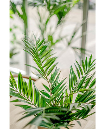 Et nærbillede af Artificial Palm Parlor UV 60 cm indendørs viser de levende, blanke grønne blade oplyst af naturligt lys fra store vinduer, hvilket skaber en frisk og livlig atmosfære.