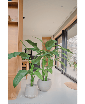 Kunstig bananplante Deluxe 140 cm silke