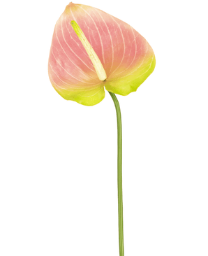 Kunstig blomst Anthurium 65 cm grøn/pink