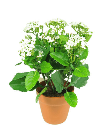 Kunstig blomst Kalanchoe plante 31 cm hvid