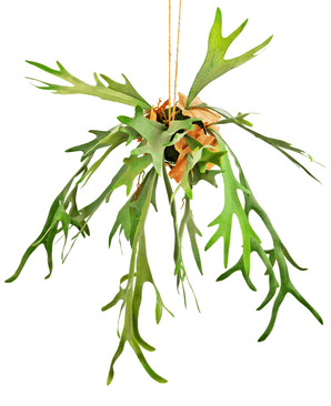 Kunstig hængeplante Staghorn på kugle 89 cm