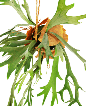 Kunstig hængeplante Staghorn på kugle 89 cm