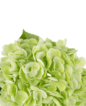 Kunstig hortensia "Annabelle" Real Touch Green 55 cm