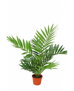 Kunstig palme Parlour 60 cm