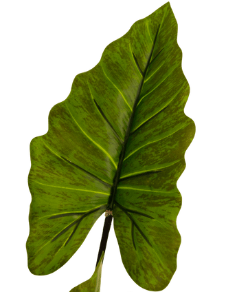 Kunstig plante Alocasia 150 cm