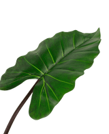 Kunstig plante Alocasia 180 cm