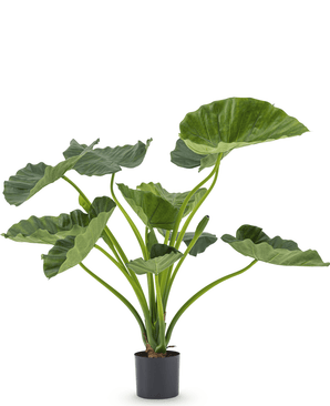 Kunstig plante Alocasia Calioora 80 cm