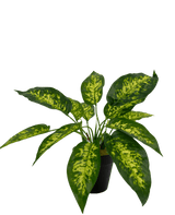 Kunstig plante Anthurium 25 cm