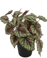 Kunstig plante Begonia i potte 35cm