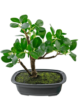 Kunstig plante Bonsai Ficus 20 cm