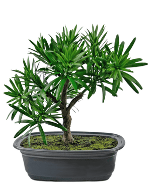 Kunstig plante Bonsai Podocarpus 20 cm