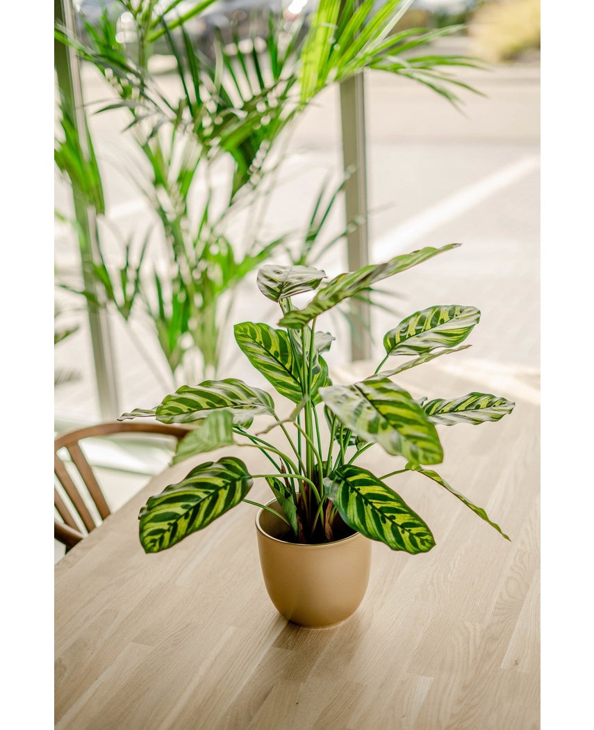 Kunstig plante Calathea Makoyana 60 cm