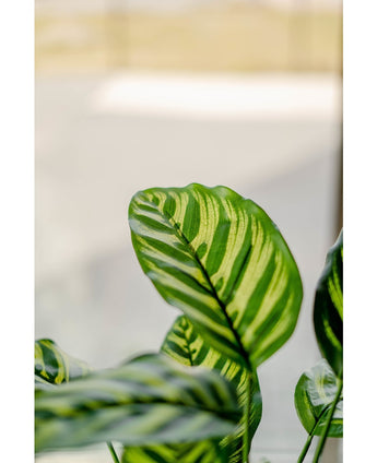 Kunstig plante Calathea Makoyana 60 cm