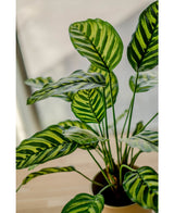 Kunstig plante Calathea Makoyana 60 cm