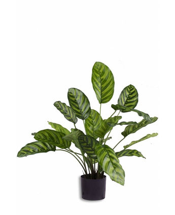 Kunstig plante Calathea Makoyana 60 cm