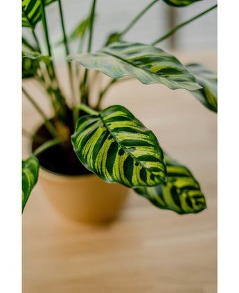 Kunstig plante Calathea Makoyana 60 cm