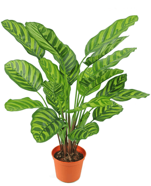 Kunstig plante Calathea Makoyana 60 cm rød