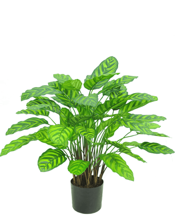 Kunstig plante Calathea Makoyana 75 cm rød