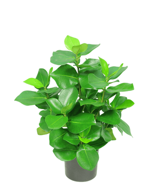 Kunstig plante Clusia 45 cm