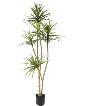 Kunstig plante Dracaena Fragnans 180 cm