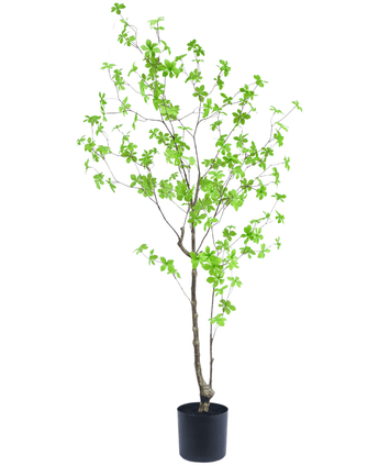 Kunstig plante Enkianthus 150 cm