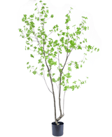 Kunstig plante Enkianthus 210 cm