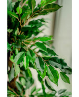 Kunstig plante Ficus Crazy 120 cm