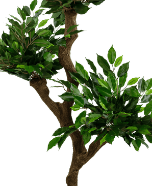 Kunstig plante Ficus Crazy 150 cm