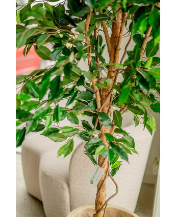 Kunstig plante Ficus Green 180 cm