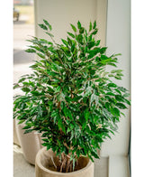 Kunstig plante Ficus Liana 120 cm