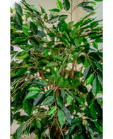 Kunstig plante Ficus Tropical Liana 150 cm