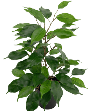 Kunstig plante Ficus i potte 40 cm