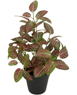 Kunstig plante Fittonia Red i potte 35 cm