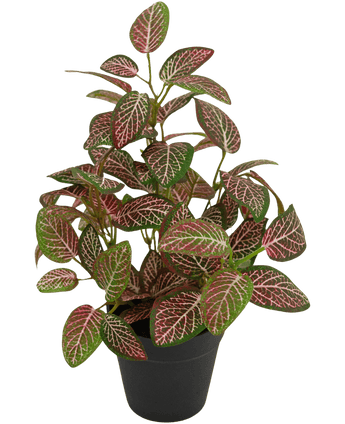 Kunstig plante Fittonia Red i potte 35 cm