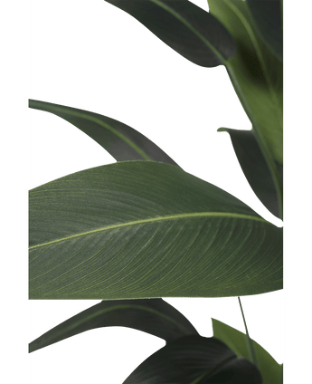 Kunstig plante Heliconia 180 cm