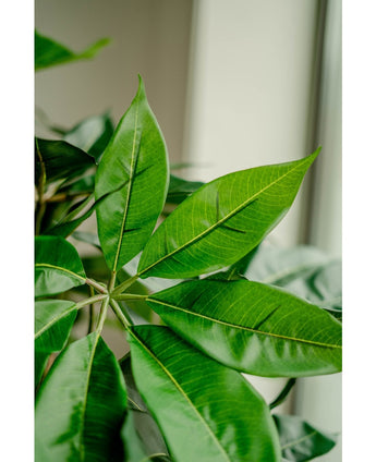 Kunstig plante Schefflera 150 cm