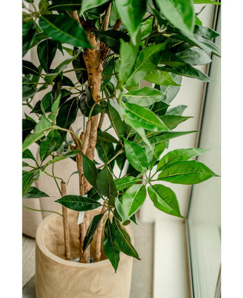 Kunstig plante Schefflera 150 cm