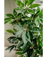 Kunstig plante Schefflera 150 cm