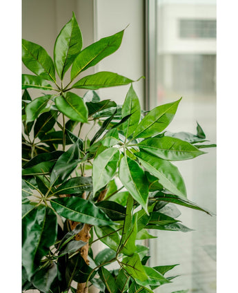 Kunstig plante Schefflera 150 cm